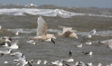 2 Glaucous gulls