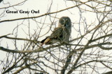 Great Gray Owl