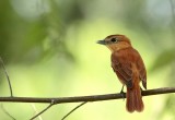 Cinnamon Becard - Pachyramphus cinnamomeus