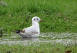 Kokmeeuw (Black-headed Gull) - 1e Winter