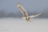 They Dont Call Me A Snowy Owl For Nothing