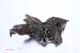 Minimalist Great Grey Owl Takeoff