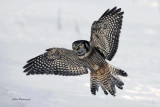 Northern Hawk Owl