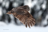 Takeoff Spread - Great Grey Owl
