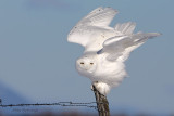 Fluffy Featherball - Male Snowy Owl