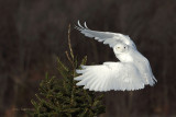 Tree Hugger - Male Snowy Owl