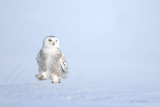 Snowy Owl - Winter March