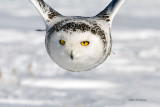Lets Have Some Serious Face Time  - Snowy Owl