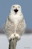 Sing A Song Of Joy - Snowy Owl