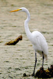 Egret