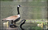Wildlife