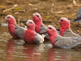 Galahs Drinking