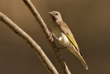 Rufous Throated Honeyeater