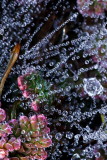 Tiny Dew Droplets Cling to a Spiders Web