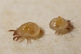 Dust Mites