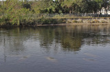 Manatee Park, Fort Myers