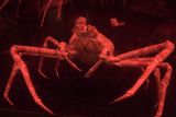 Spidey crab--Alex L.s favorite