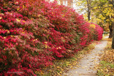 Colors of Autumn 