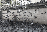 Le vagabond aux pigeons