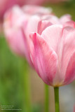 Pink tulips