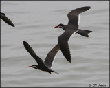 2629 Inca Terns.jpg