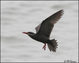 2634 Inca Tern.jpg