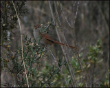 2715 Rusty-fronted Canestero.jpg