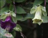 3755 Passion Flower.jpg