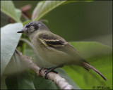 3770 Marble-faced Bristle-Tyrant.jpg