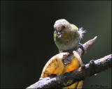 4067 Silver-backed Tanager female.jpg