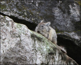4228 Viscacha.jpg
