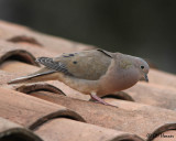 4279 Eared Dove.jpg