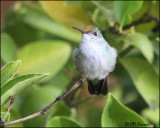 4295 White-bellied Hummingbird.jpg
