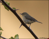 4317 Rusty Flowerpiercer female.jpg