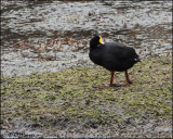 4473 Giant Coot.jpg
