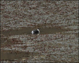 4504 Silvery Grebe.jpg