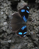 4847 Diotima Jewel.jpg