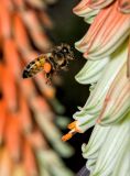 Bee approaching flower (_DSC5272)