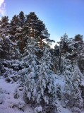De Cotos a Navacerrada