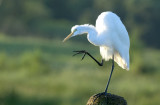 20120923 Great Egret Preening  _6132