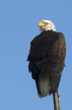 20121114 Eagle on Snag   _7247