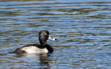 20121201 Ring-necked Duck  _7871