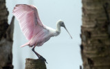 20121207 Spoonbill on Palm   _8035