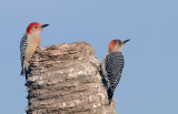 20130317 Red-bellied Woodpecker Pair  _3244