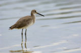 Shorebird  5345