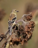 American Goldfinch