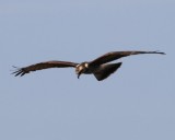 Snail Kite