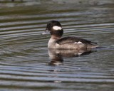 Bufflehead