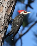 Pileated Woodpecker