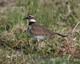 Killdeer